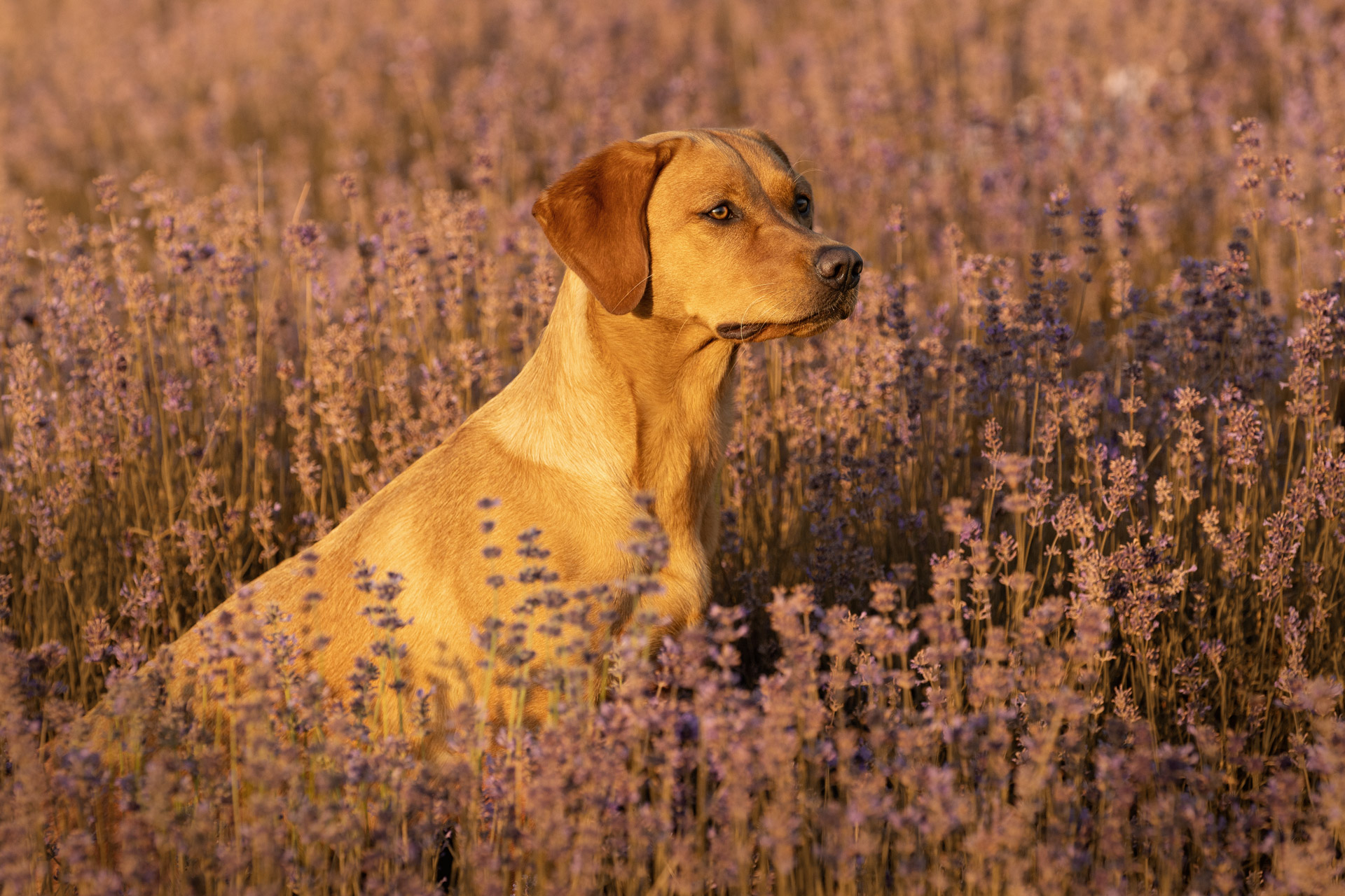 Hund im Lavendelfeld