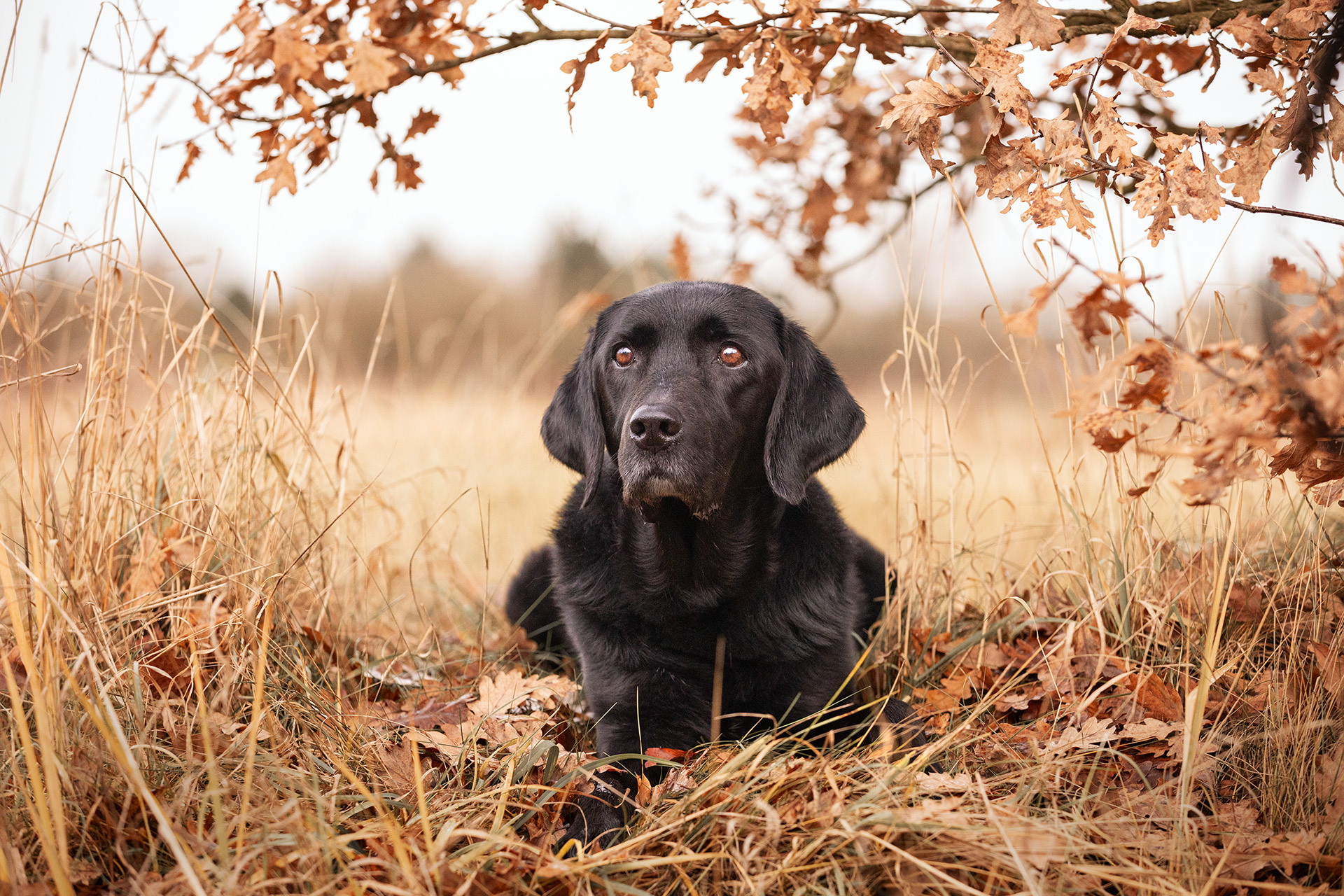 Schwarzer Labrador liegt im Herbstlaub