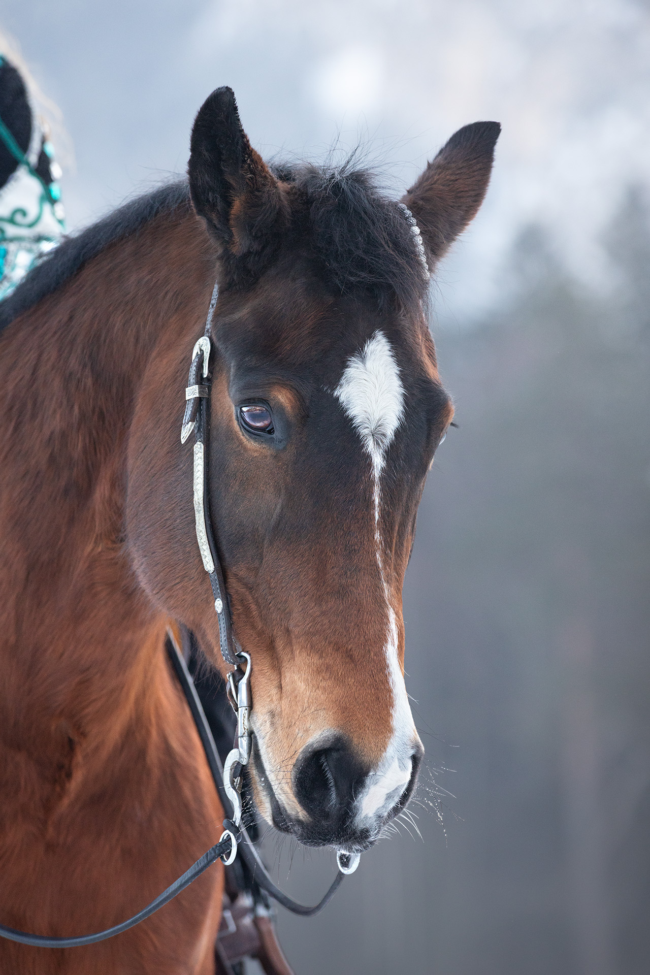 Pferdeportrait eines Quarter Horse